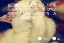 周黑鸭最新爆料,独家揭秘品牌背后的秘密与未来动向